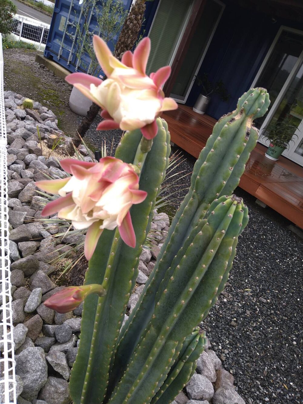 今年も咲きました🌸